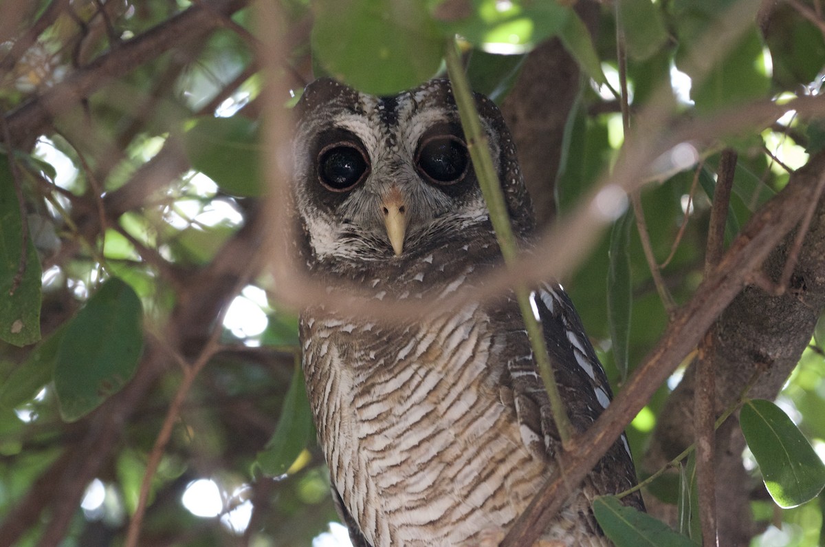 African Wood-Owl - ML551109981