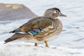 Wood Duck, ML551115651