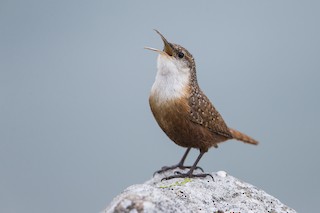 Canyon Wren