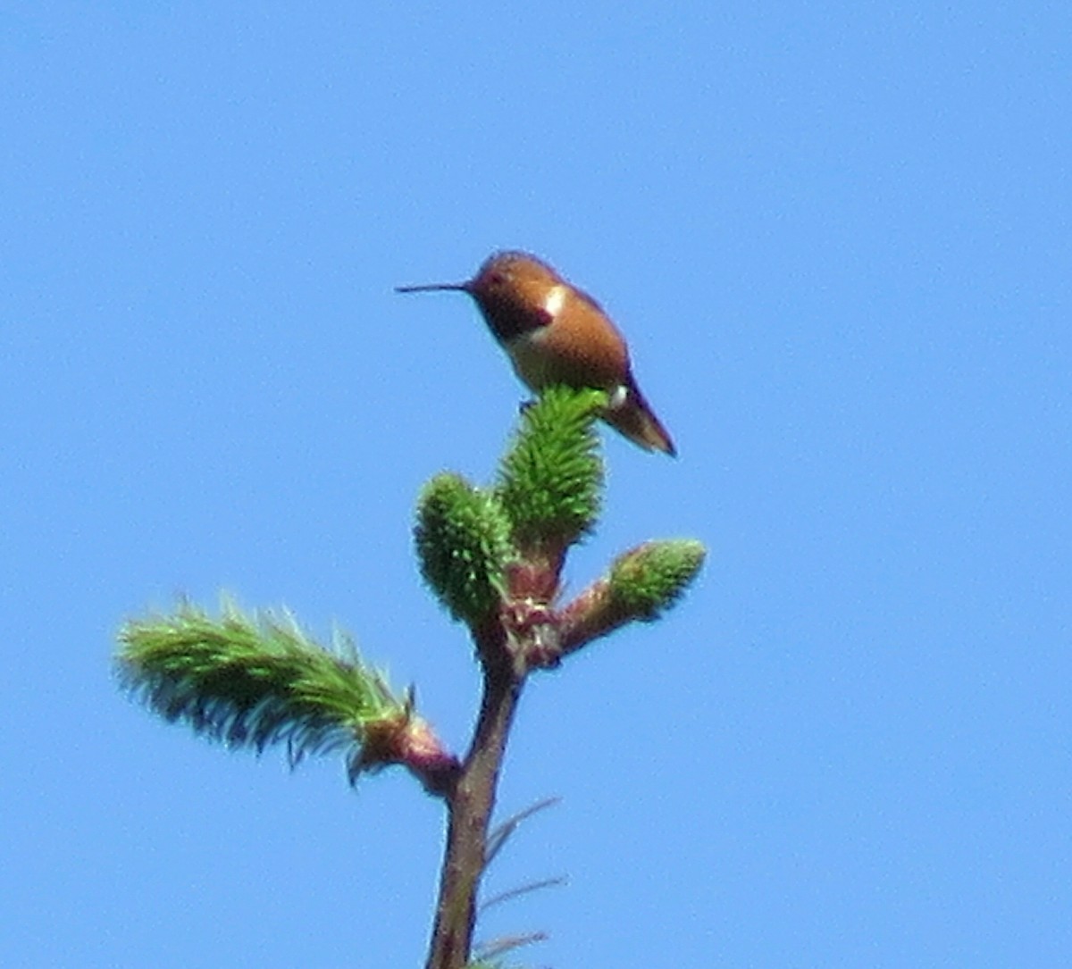 Allen's Hummingbird - ML55111841