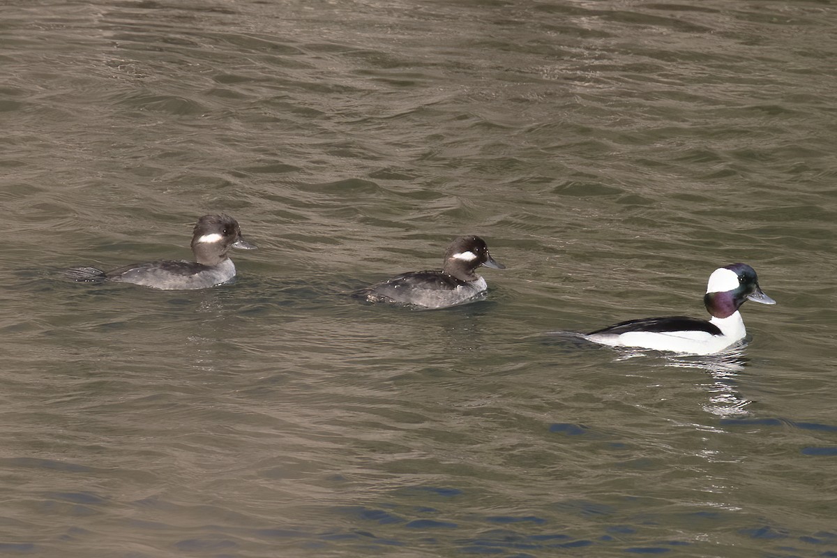 Bufflehead - ML551122621