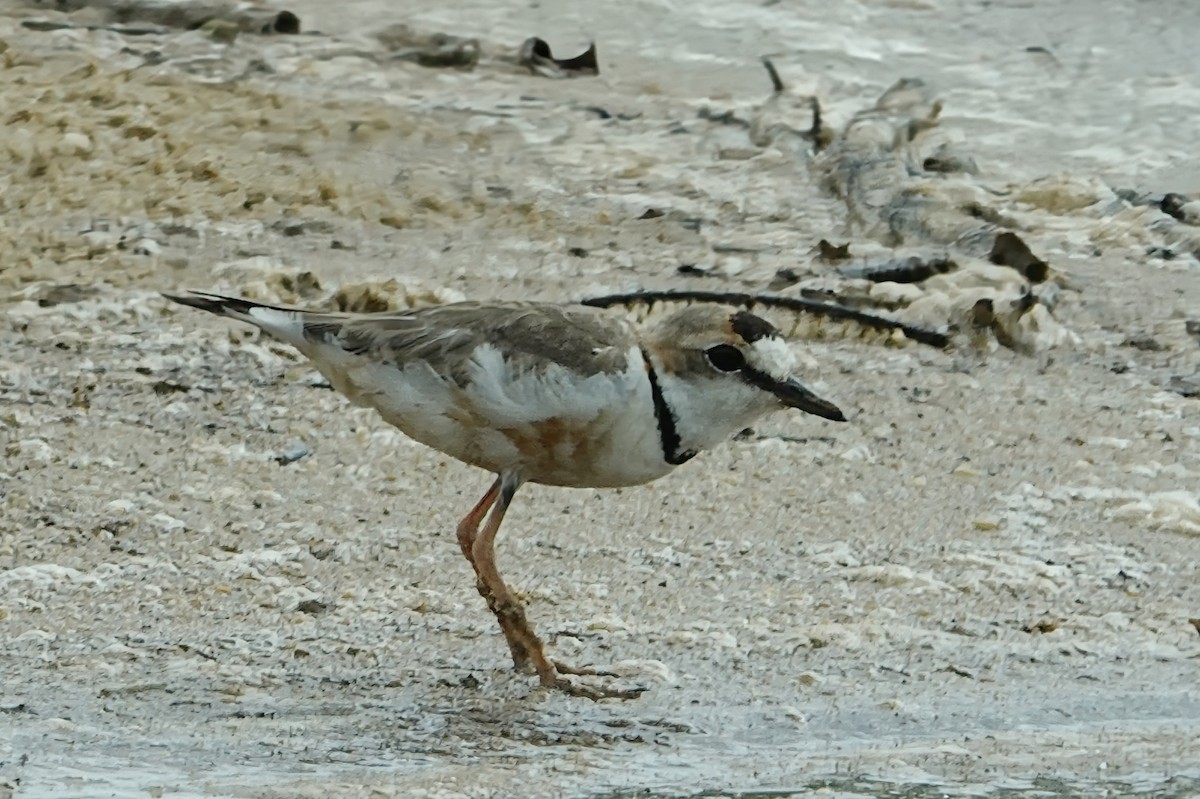 Collared Plover - ML551123001