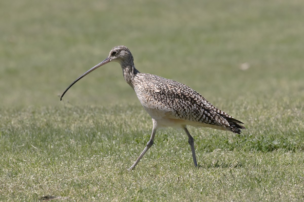 Long-billed Curlew - ML551125201