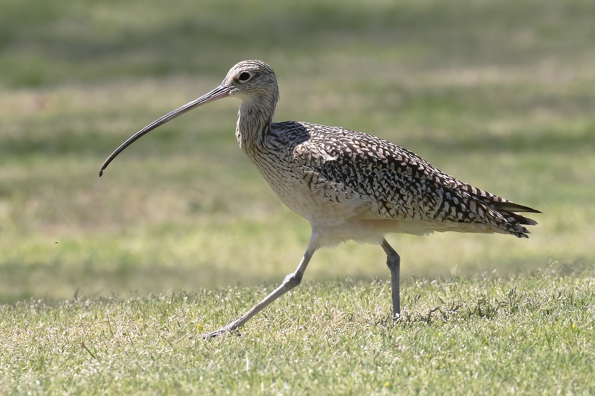 Long-billed Curlew - ML551125221