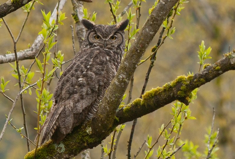 Great Horned Owl - Gord Gadsden