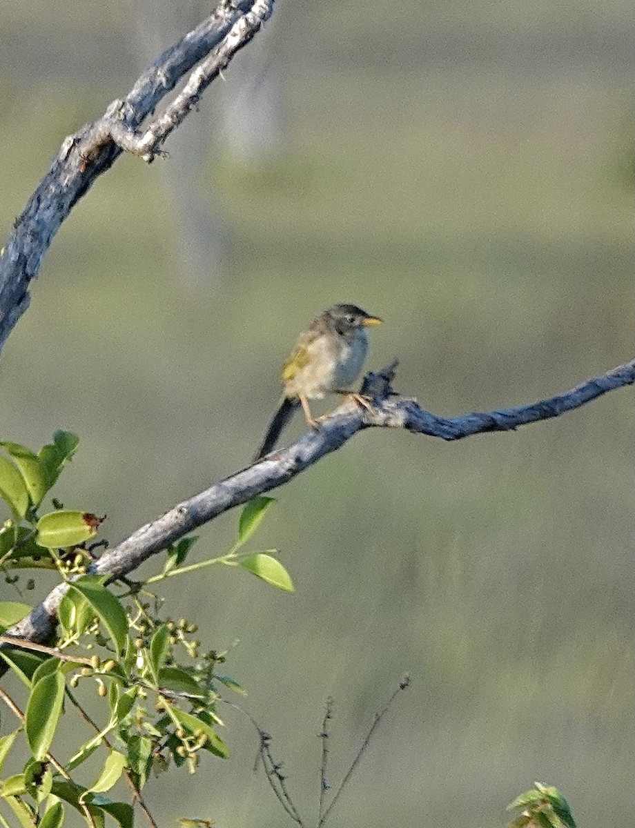Wedge-tailed Grass-Finch - ML551130411