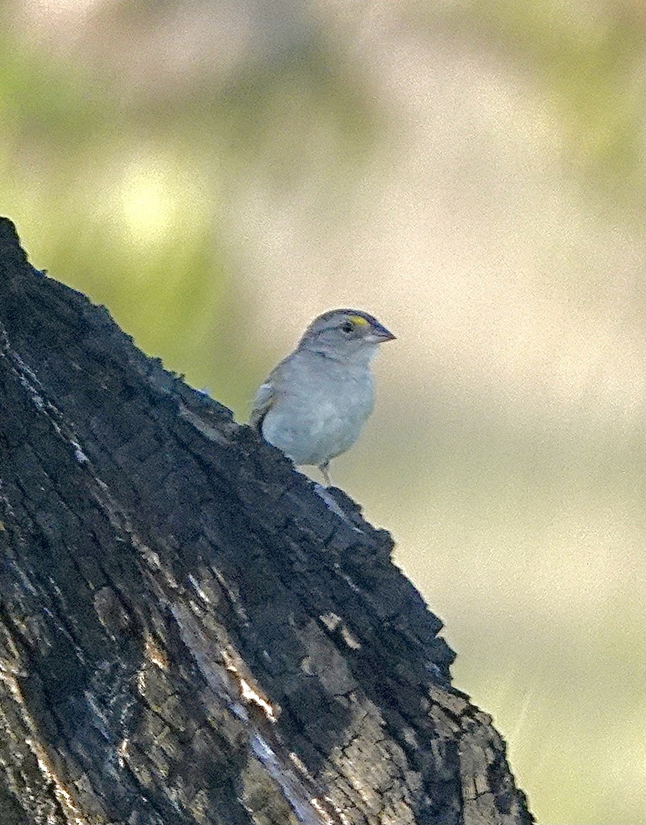 Grassland Sparrow - Howie Nielsen