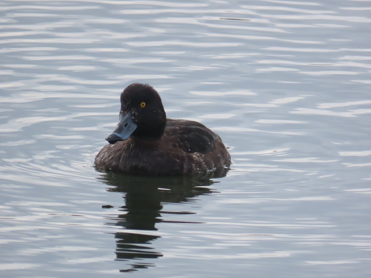 Tufted Duck - ML551132671