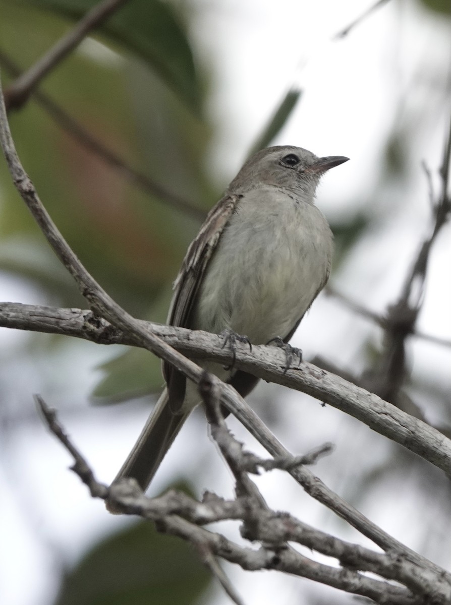 Northern Mouse-colored Tyrannulet - ML551137881