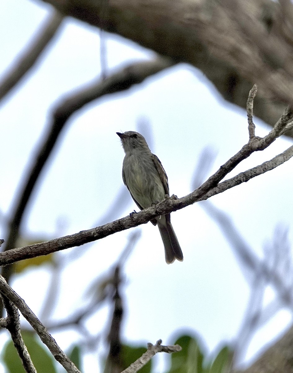 Northern Mouse-colored Tyrannulet - Howie Nielsen