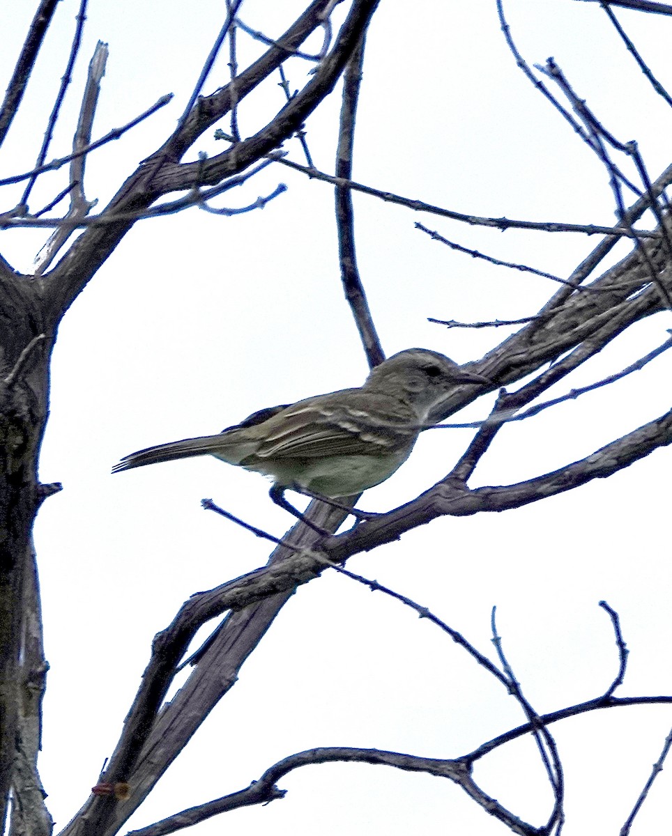 Northern Mouse-colored Tyrannulet - ML551137911