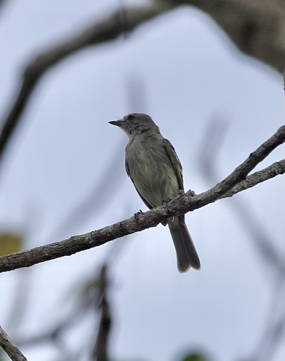 Northern Mouse-colored Tyrannulet - ML551137921