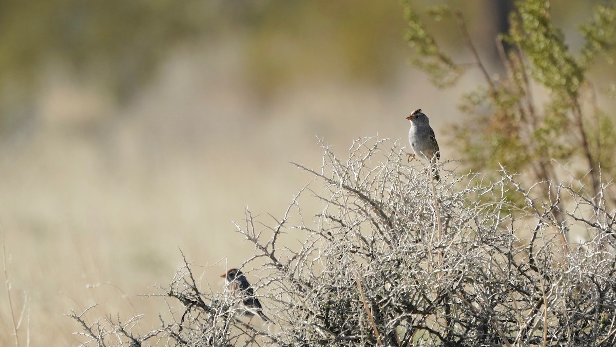 White-crowned Sparrow - ML551144491