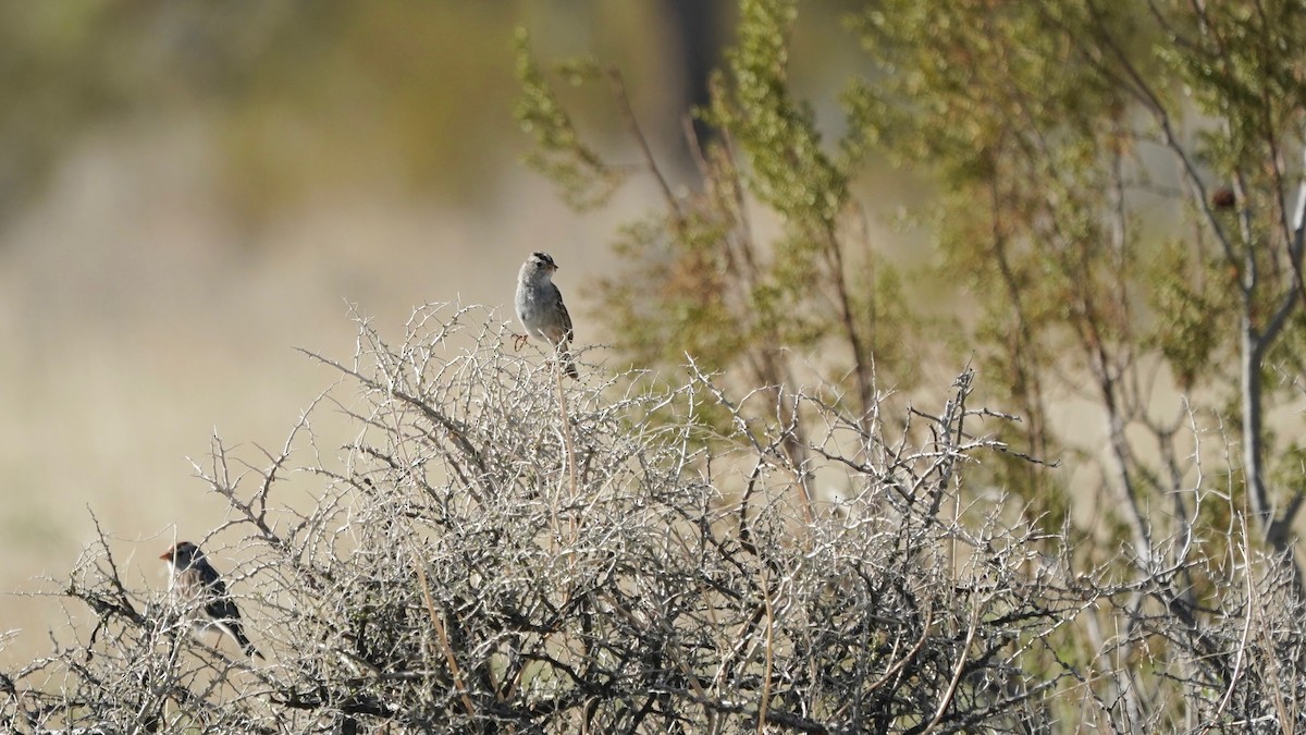 White-crowned Sparrow - ML551144611