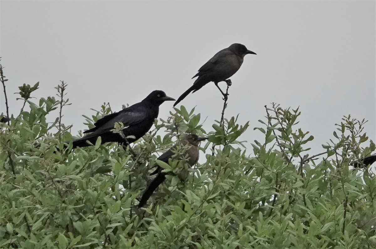 Great-tailed Grackle - ML551150341
