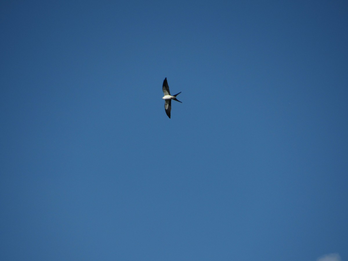 Swallow-tailed Kite - ML551152931