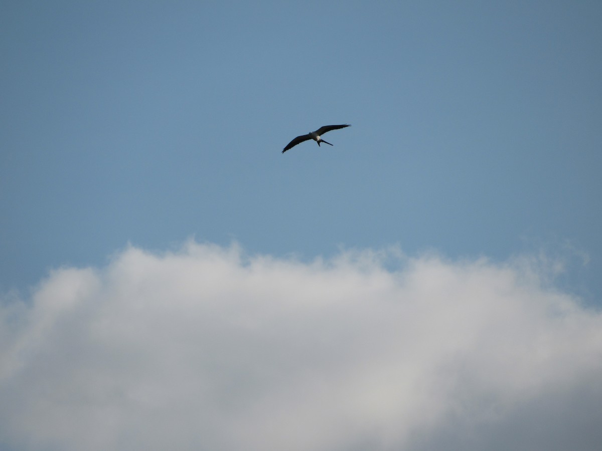 Swallow-tailed Kite - ML551152941