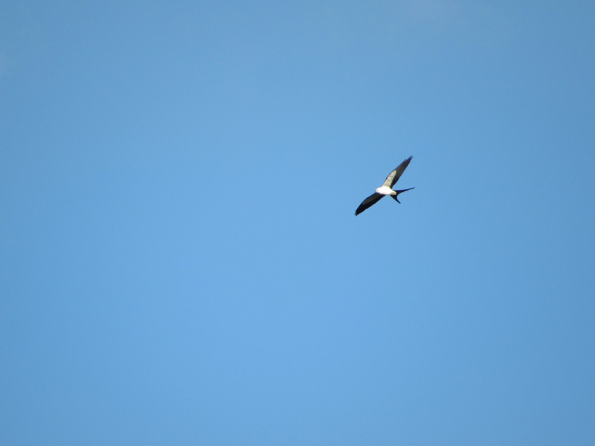 Swallow-tailed Kite - ML551153121