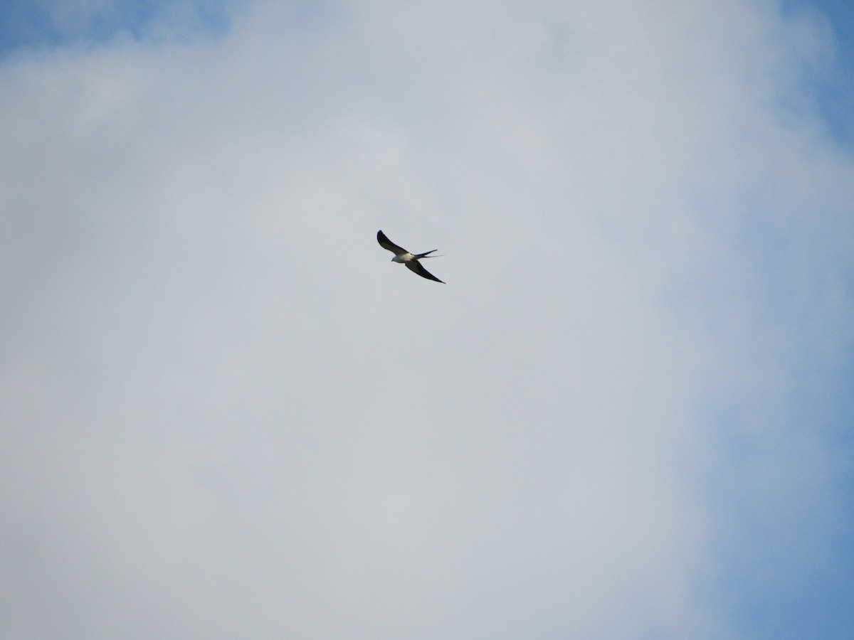 Swallow-tailed Kite - ML551153131