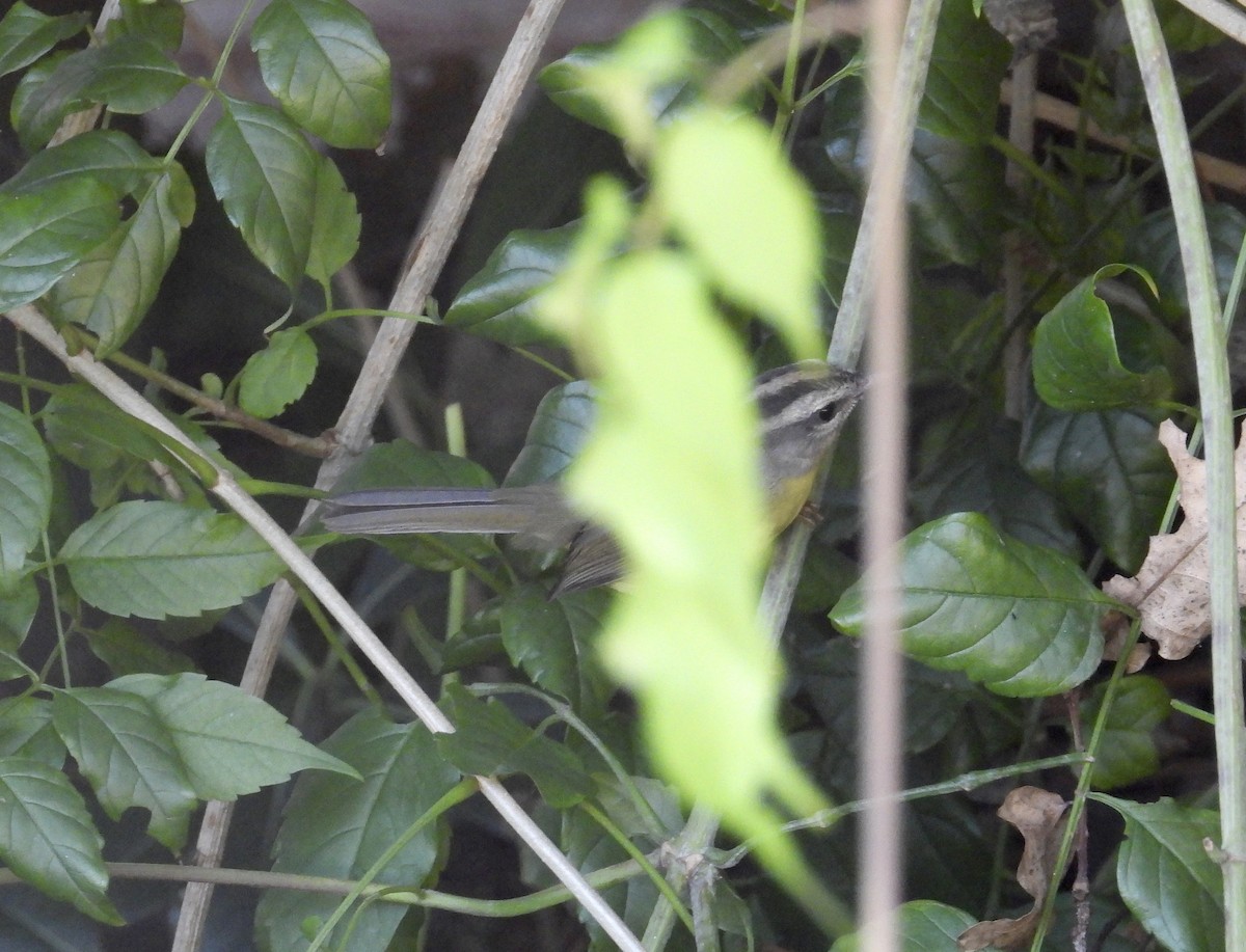 Golden-crowned Warbler - ML551153211