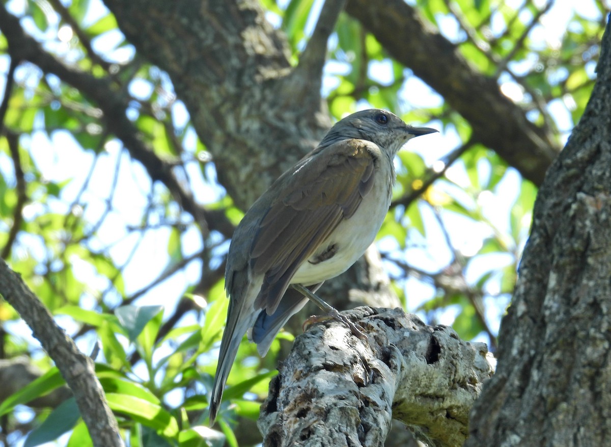 Pale-breasted Thrush - ML551154621
