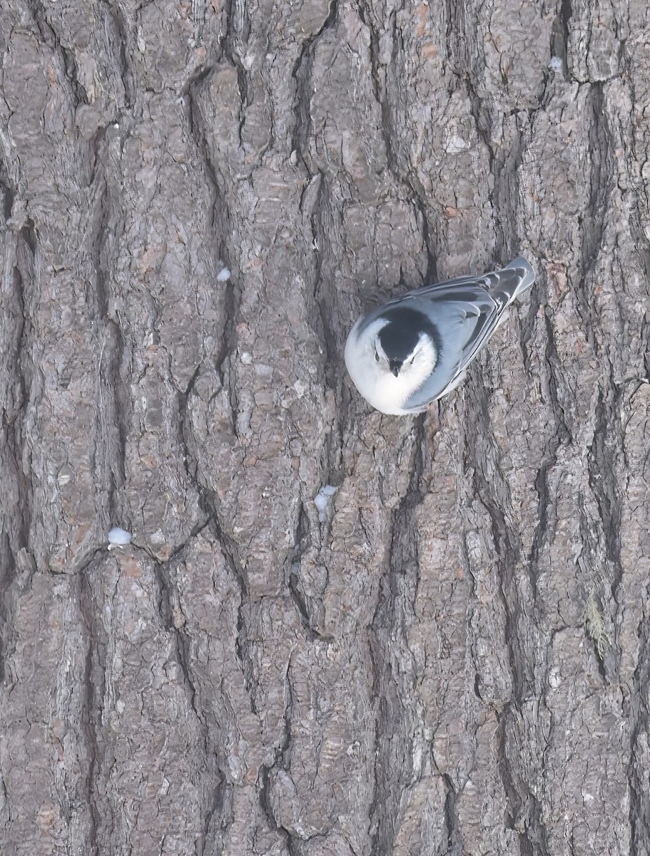 White-breasted Nuthatch - ML551154731
