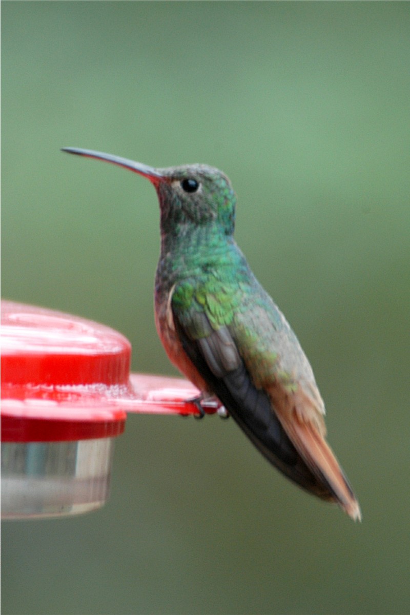 Buff-bellied Hummingbird - Marlene Cashen