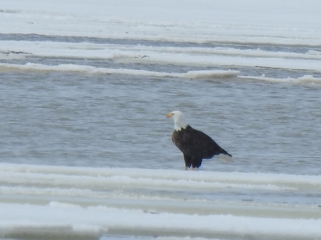 eBird Checklist 29 Mar 2023 RN de PointeYamachiche 17 species