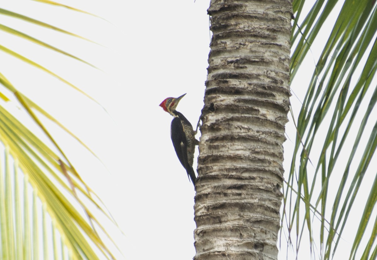 Lineated Woodpecker - ML551160331