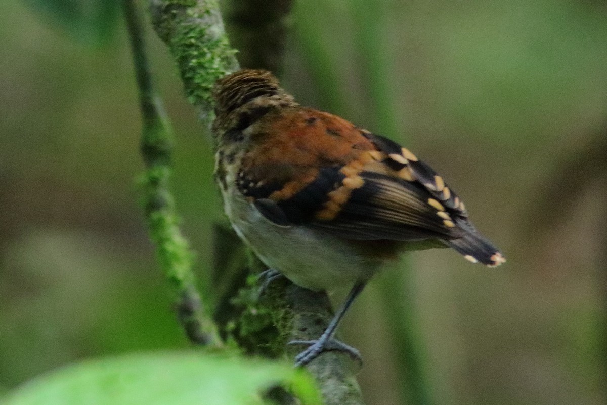 Spotted Antbird - ML551163281