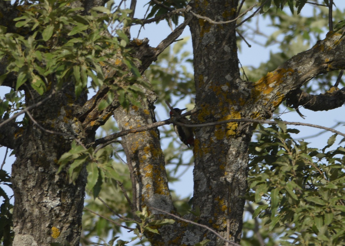 Great Spotted Woodpecker (Atlas) - ML551163291