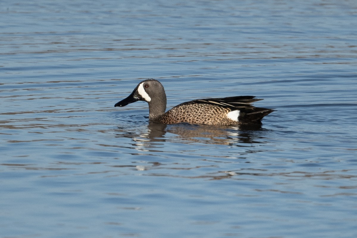 Blue-winged Teal - ML551163691
