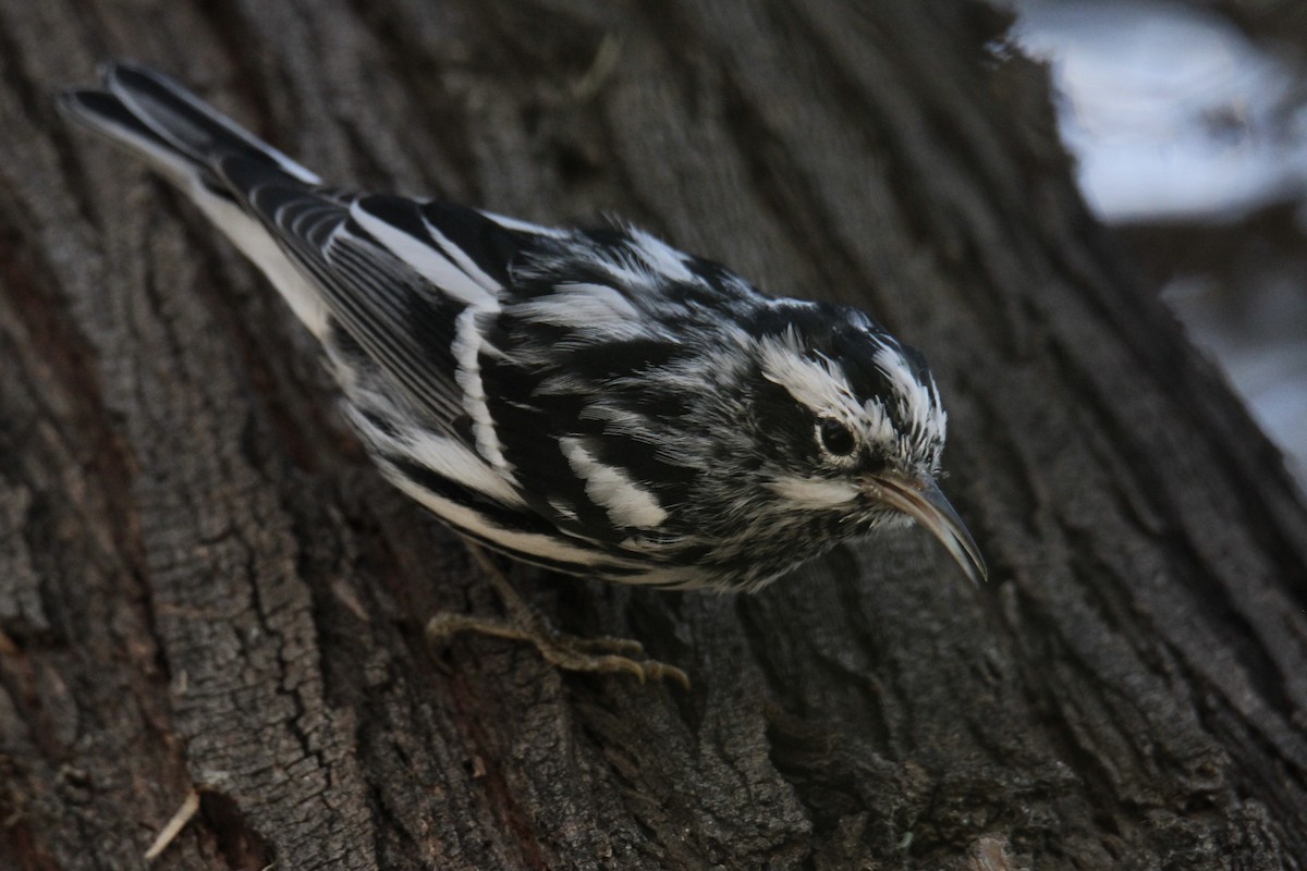 Black-and-white Warbler - ML551163741