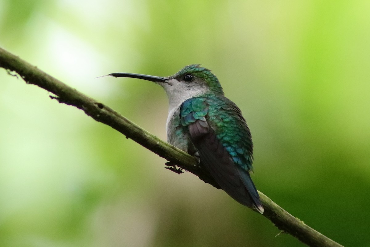 kolibřík vidloocasý - ML551164141