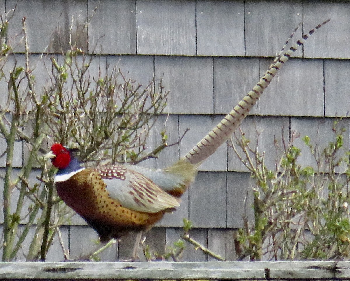 Ring-necked Pheasant - ML551166111