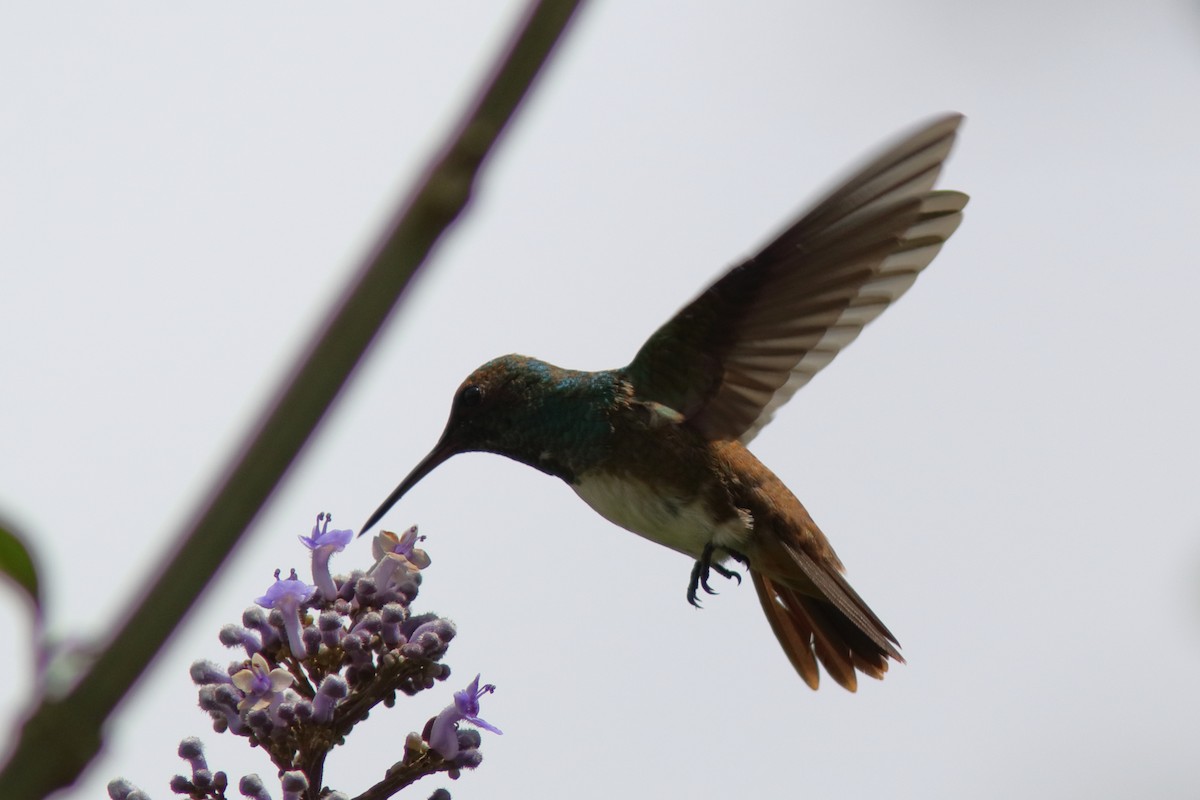 Rufous-tailed Hummingbird - ML551166621