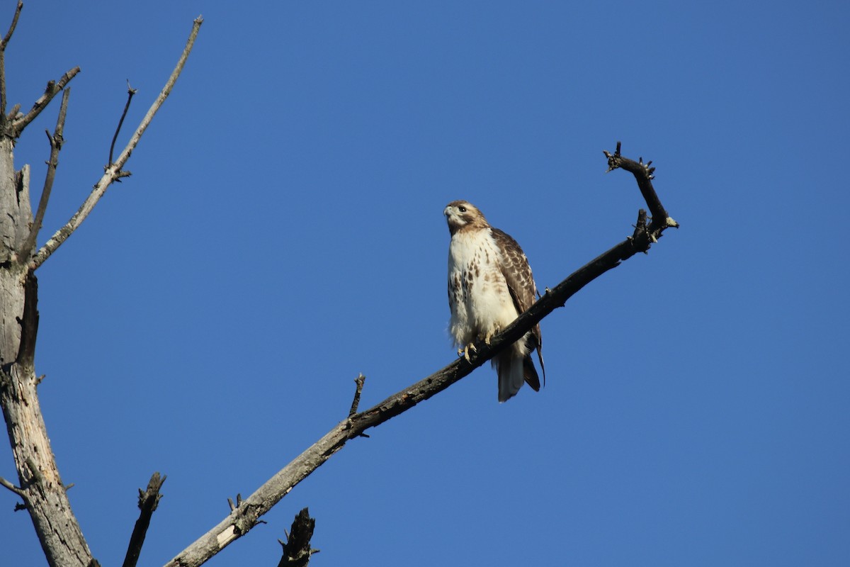 Red-tailed Hawk - Fred Seifert