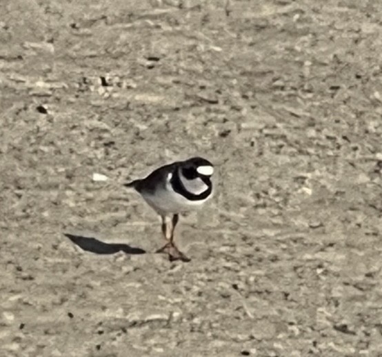 Semipalmated Plover - ML551179021