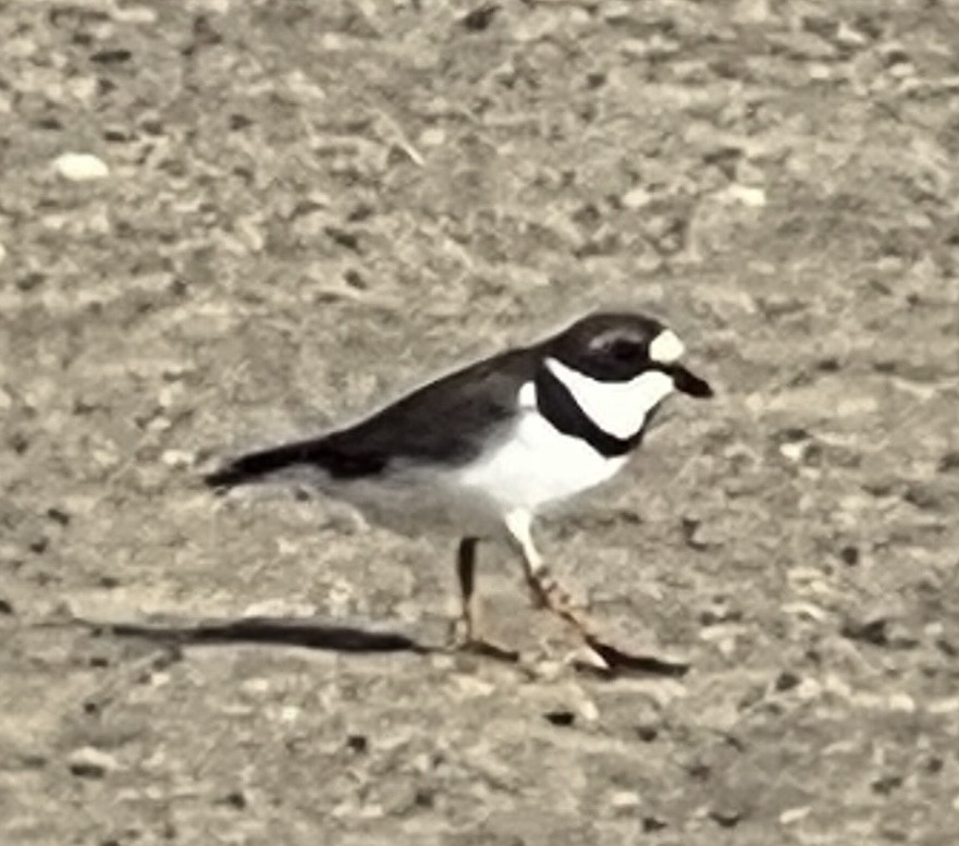 Semipalmated Plover - ML551179031