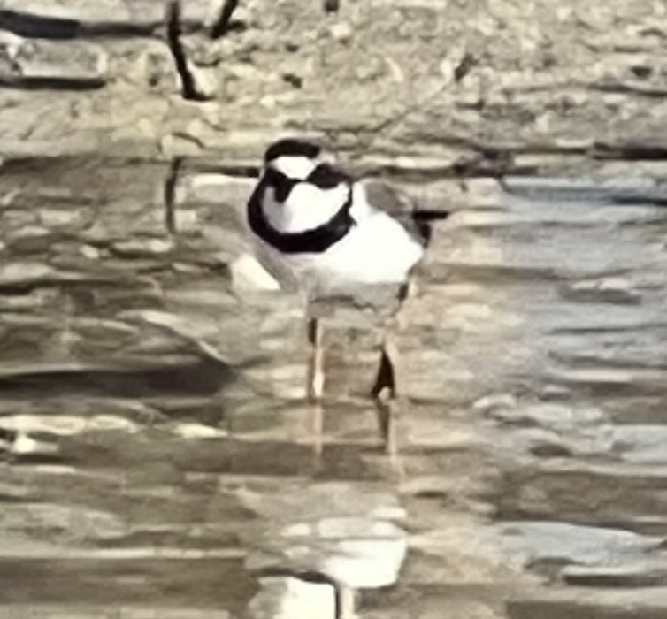 Semipalmated Plover - ML551179041