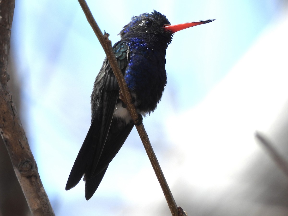 kolibřík aztécký - ML551179071