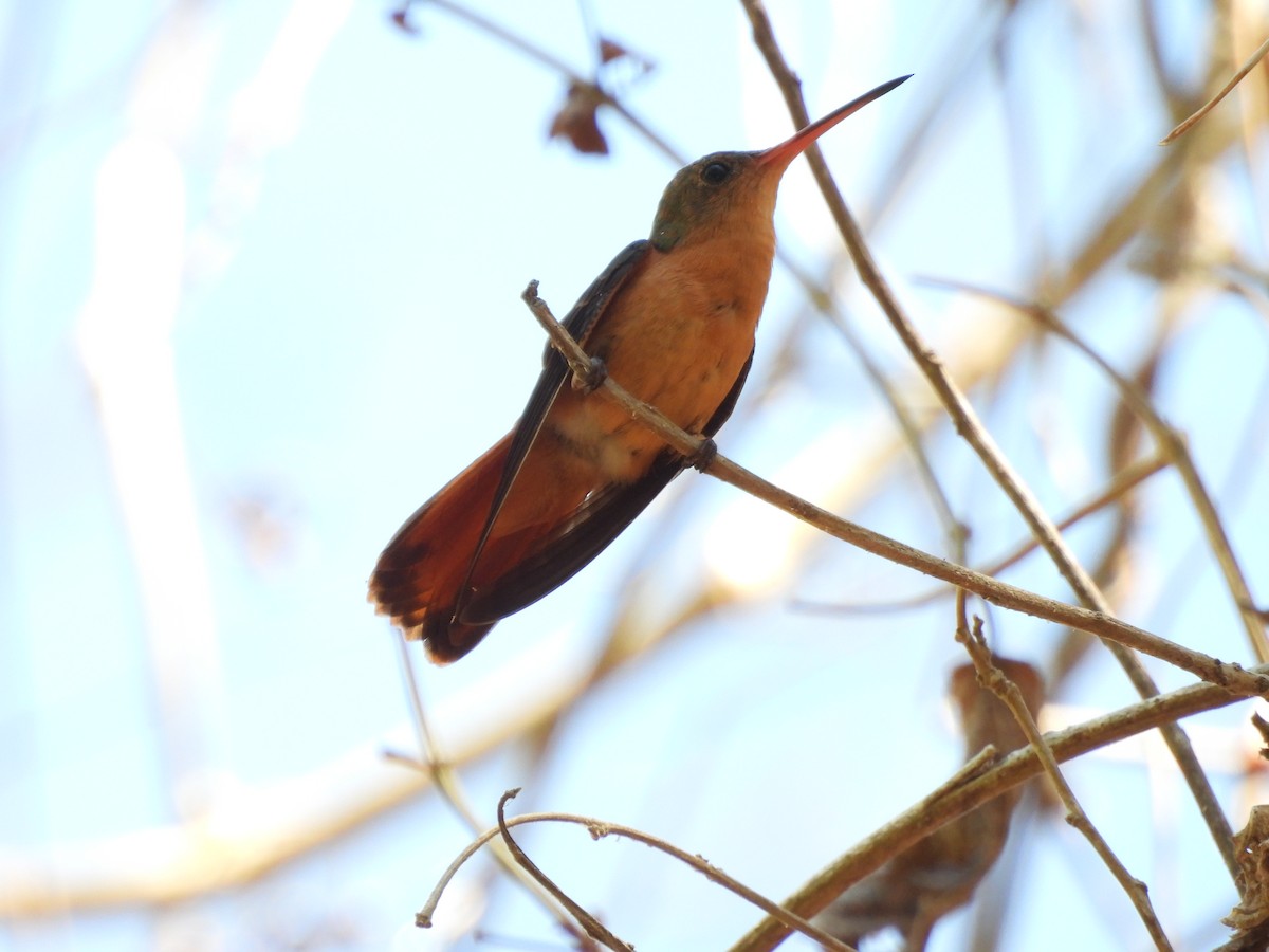 Cinnamon Hummingbird - ML551179531