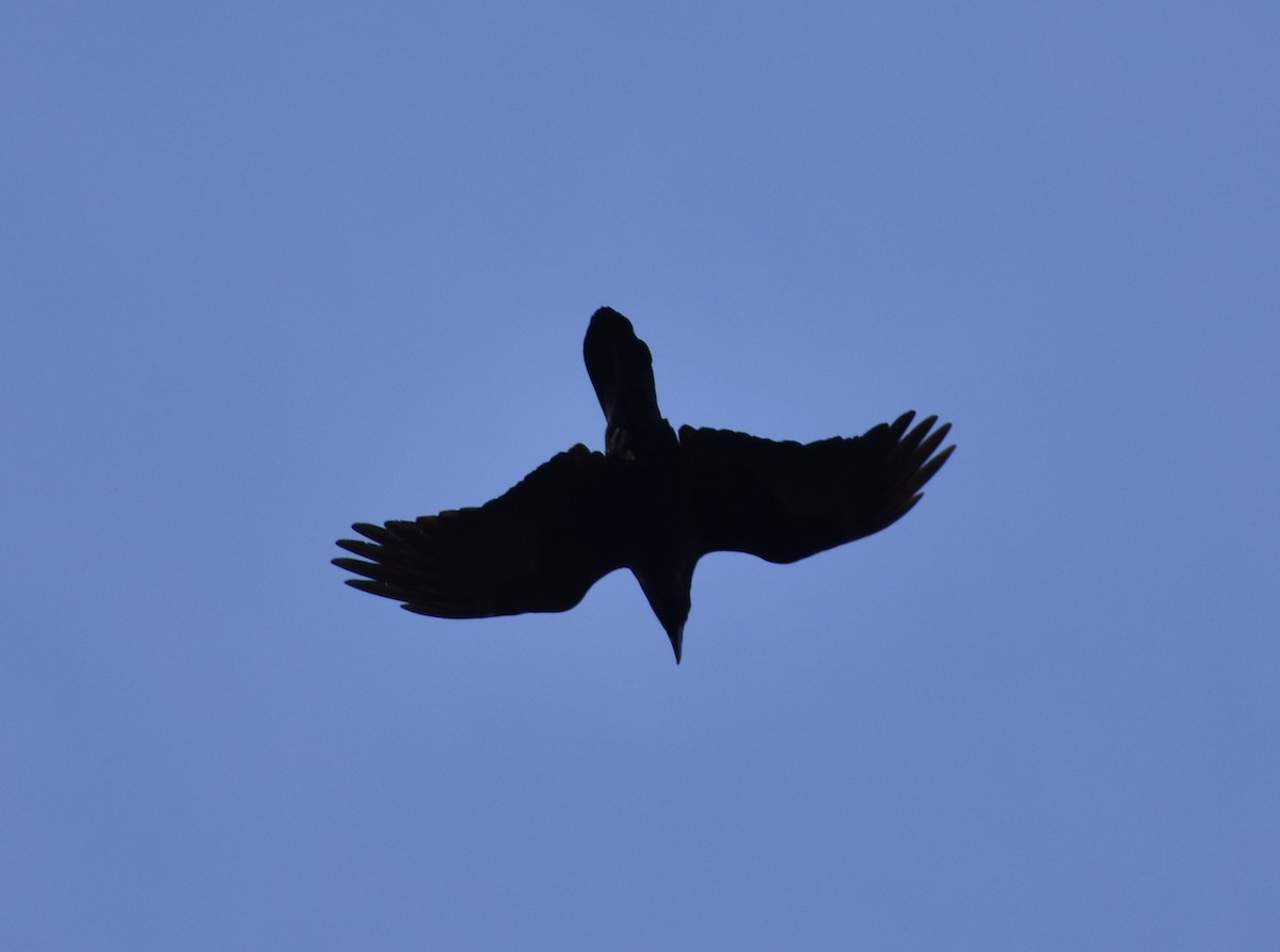Common Raven - ML551179551