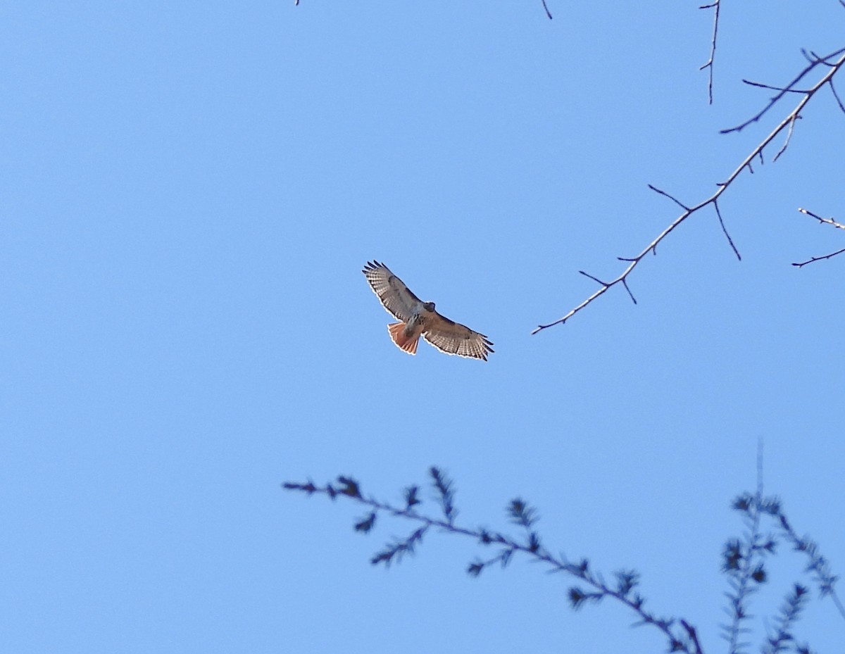 Mass Audubon eBird Checklist 29 Mar 2023 D. Blakely Hoar Sanctuary, Brookline 20 species