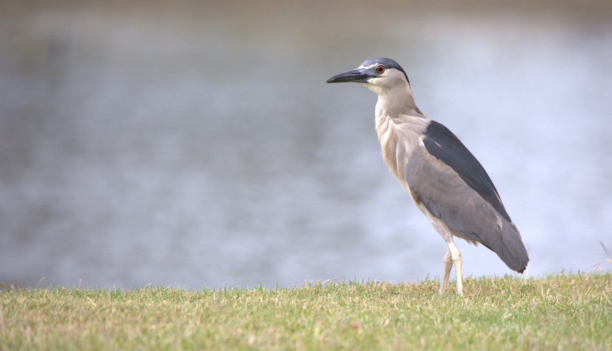 Black-crowned Night Heron - Walter Thorne