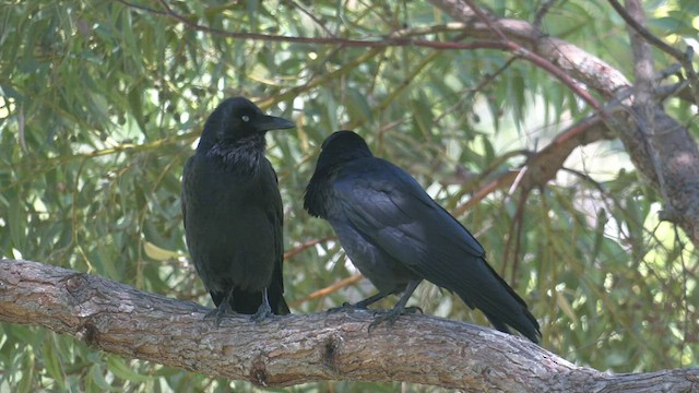Australian Raven - ML551200141