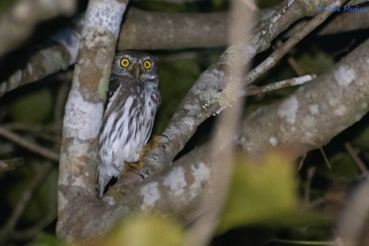 Colima Pygmy-Owl - ML551203451