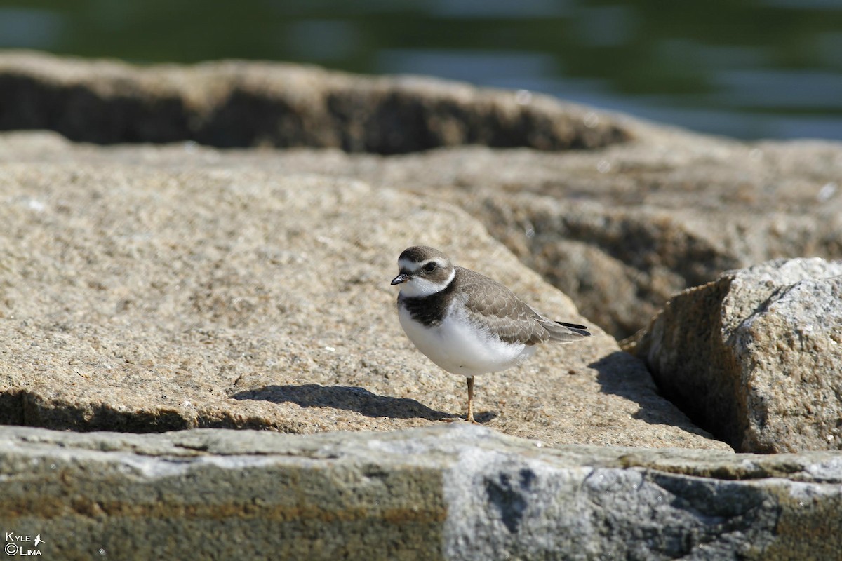 Semipalmated Plover - ML55120531