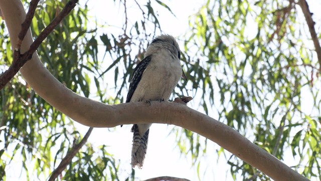 Laughing Kookaburra - ML551205761