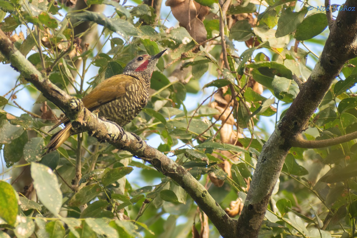 Gray-crowned Woodpecker - ML551206721
